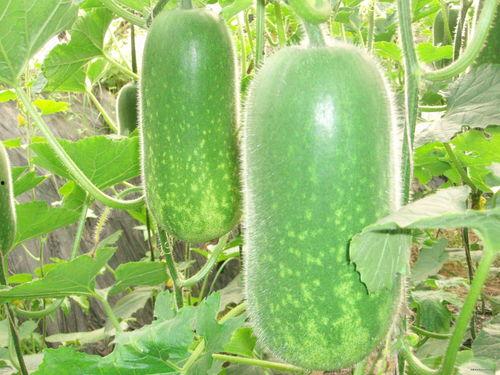 安静围观吃瓜图片高清,捕捉生活百态