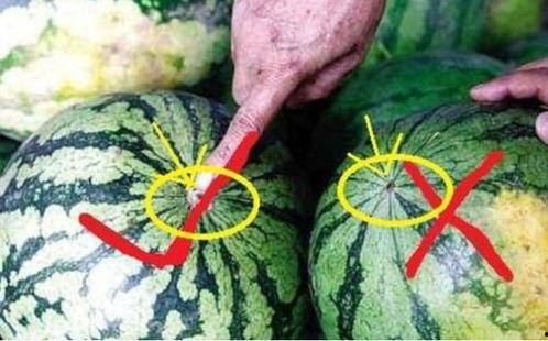 买瓜吃内脏,揭秘瓜农的生存智慧与生活哲学