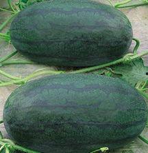 山东美术吃瓜啊,揭秘“吃瓜”背后的艺术故事