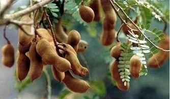 旅游区吃瓜,探寻旅游区的特色美食之旅