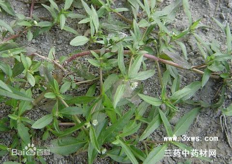 奶瓜草怎么吃,奶瓜草的多样食用方法探索