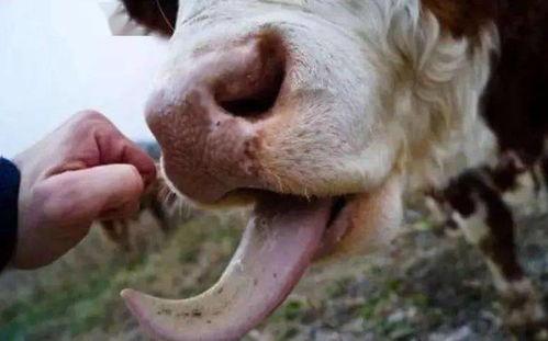 牛伸舌头吃瓜,一场别开生面的田园趣味