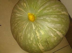 长花纹瓜怎么吃最好,长花纹瓜的多样美味食用指南